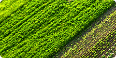 Aerial view of green and brown agricultural fields with visible rows of crops planted in parallel lines.