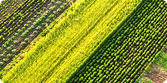 Aerial view of agricultural fields with different crops planted in parallel rows, showing varying shades of green and yellow.