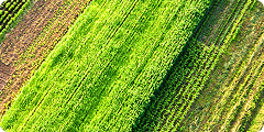 Aerial view of farmland showing parallel green and brown crop rows in rectangular sections.