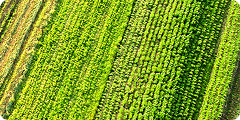 Aerial view of green crop fields arranged in parallel rows, showing varying shades and textures of vegetation.